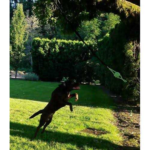 Hanging Bungee Dog Toy Large U79331