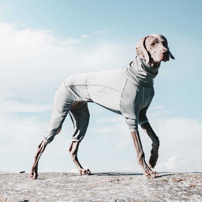 Carbon Grey Dog Body Warmer P1348