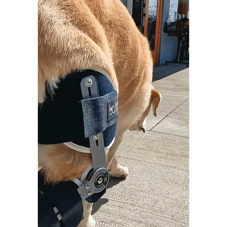 Adjustable Hinged Dog Knee Brace B4600
