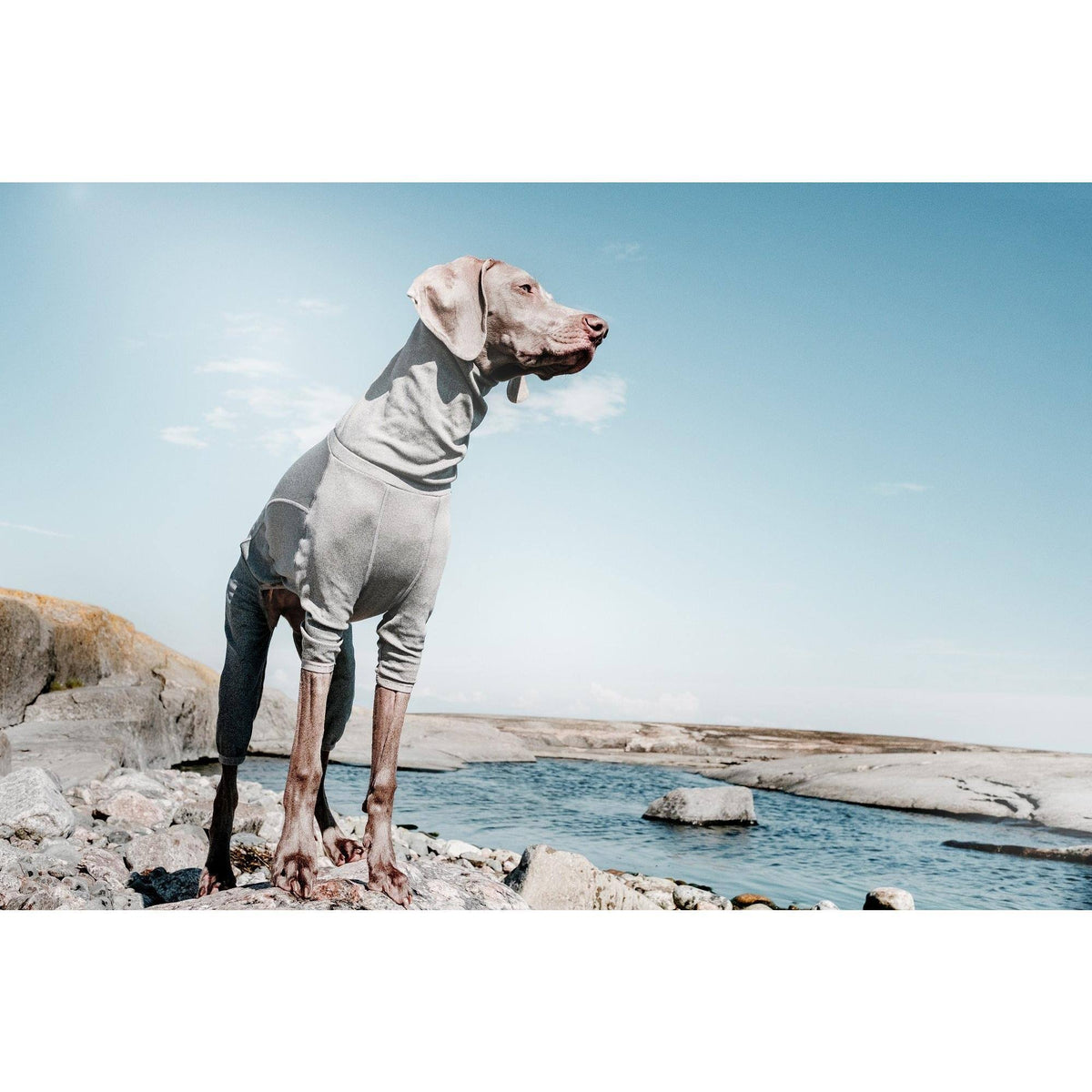 Carbon Grey Dog Body Warmer P1348