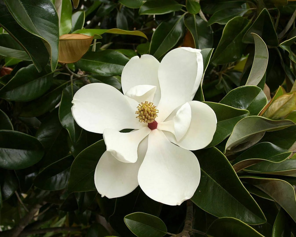 Southern Magnolia Tree U450394