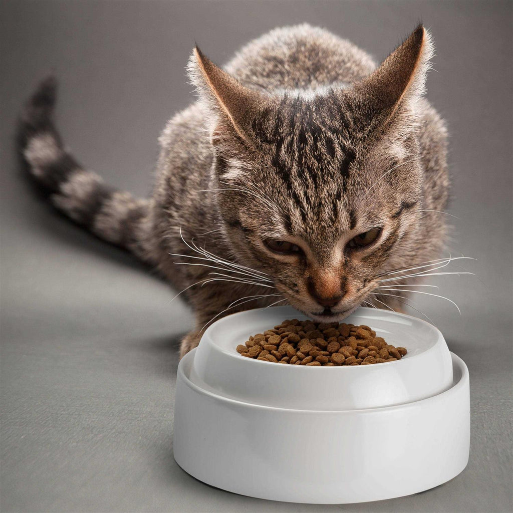 Whisker Stress Free Cat Food Bowl K82890