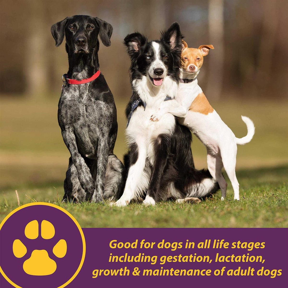 Canine Red Cell for Dogs K51243