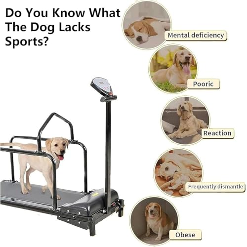 Indoor Dog Treadmill J68469