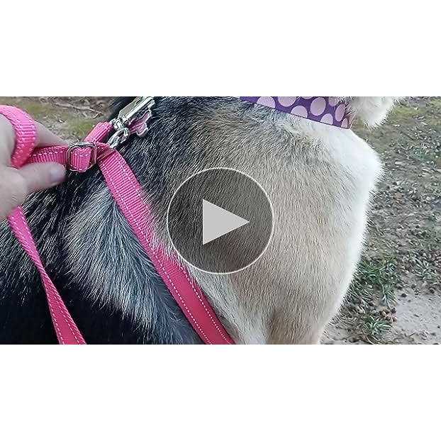 Dog Leash Z771