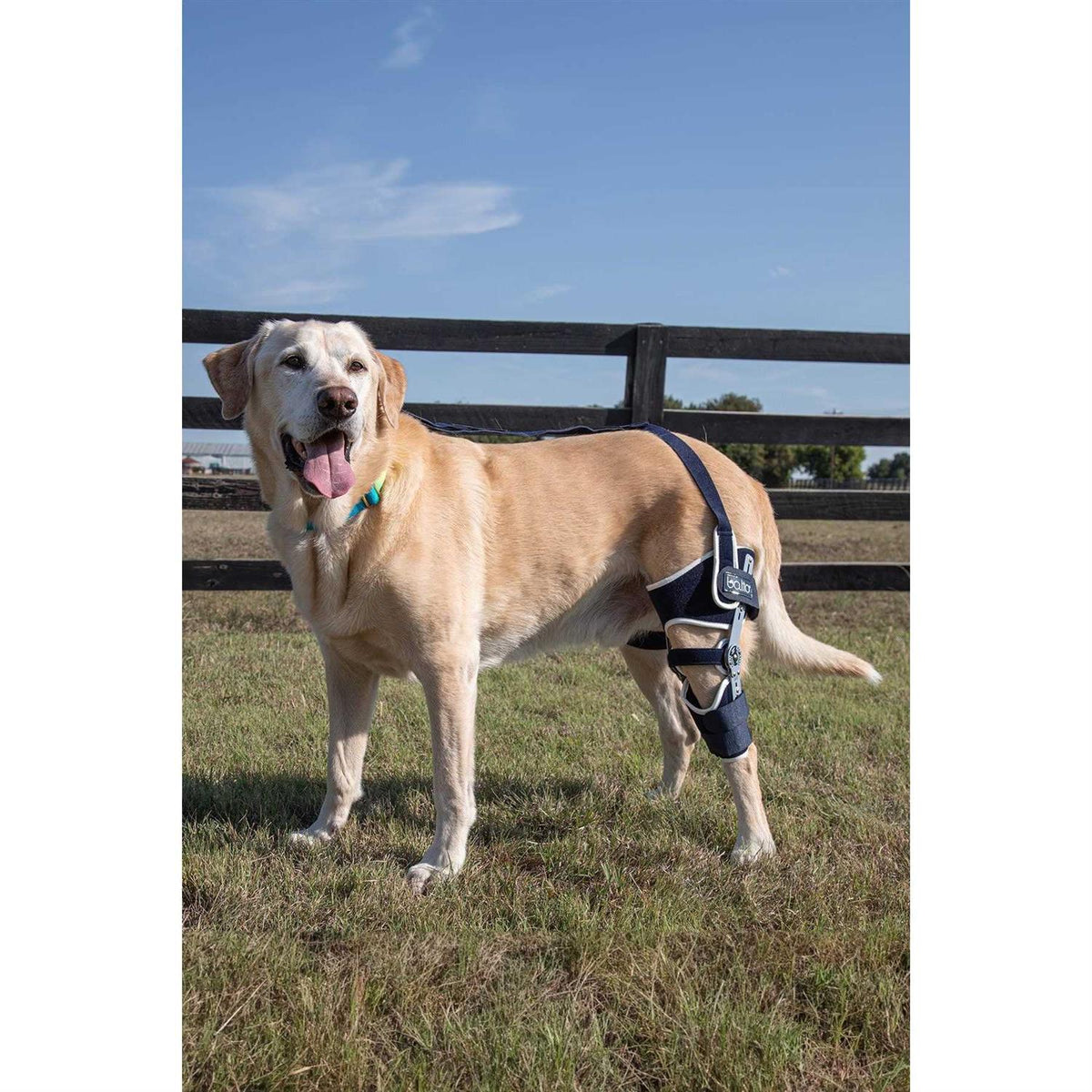 Adjustable Hinged Dog Knee Brace B4600