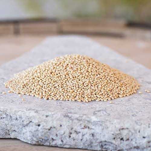 White Millet Proso Seeds V69300