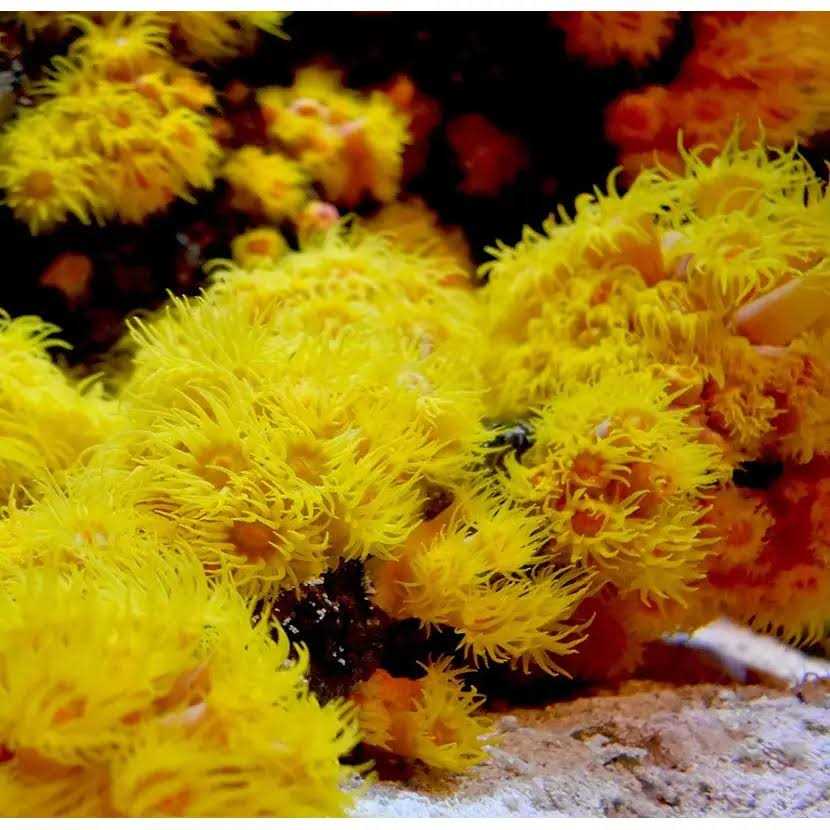 Reef Iodide S5140